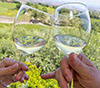 Food & Wine Tour At Frascati And Old Villages Of Castelli Romani