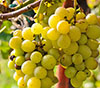 Food & Wine Tour At Frascati And Old Villages Of Castelli Romani